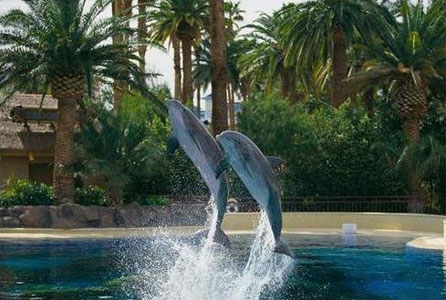 Mirage Dolphins